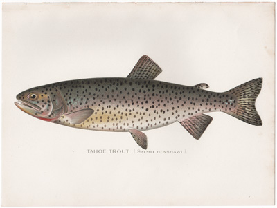 TAHOE TROUT